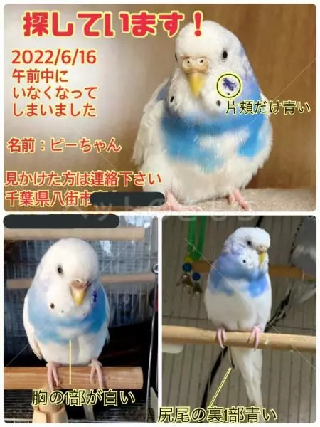 迷子鳥の画像
