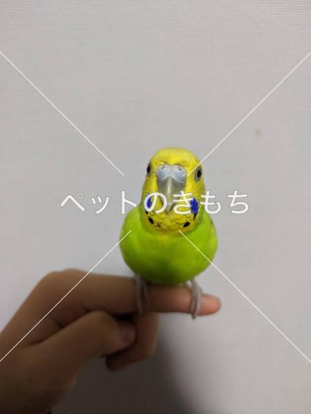 コメント投稿の画像