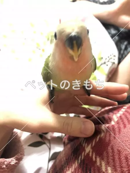 迷子鳥の画像