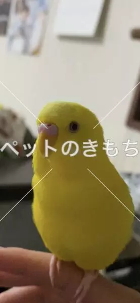 迷子鳥の画像
