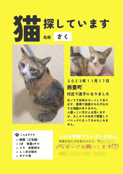 迷子猫の画像