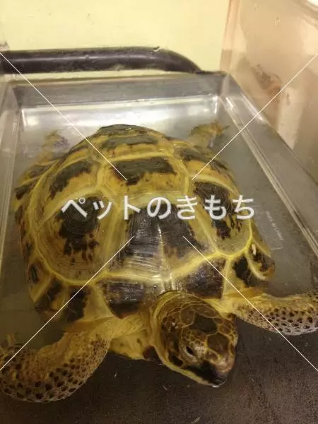 迷子ペットの画像