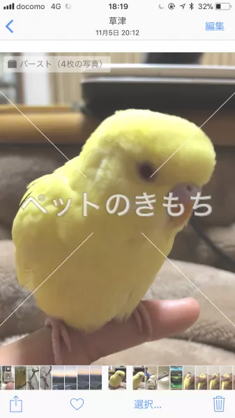 迷子鳥の画像