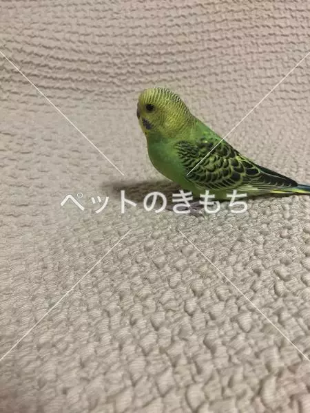 迷子鳥の画像