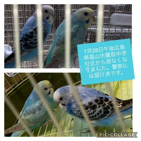 迷子鳥の画像