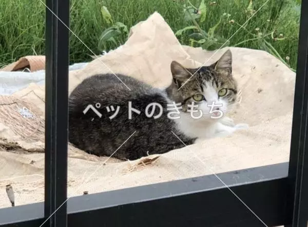 迷子猫の画像