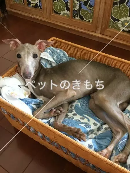 迷子犬の画像
