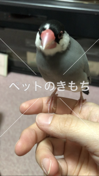 迷子鳥の画像