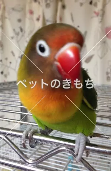 迷子鳥の画像