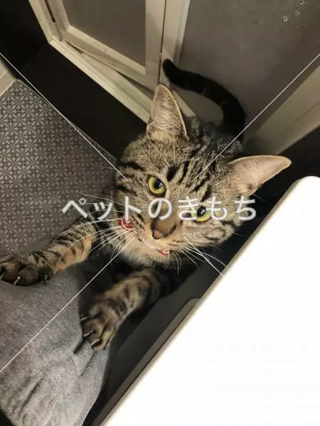 迷子猫の画像