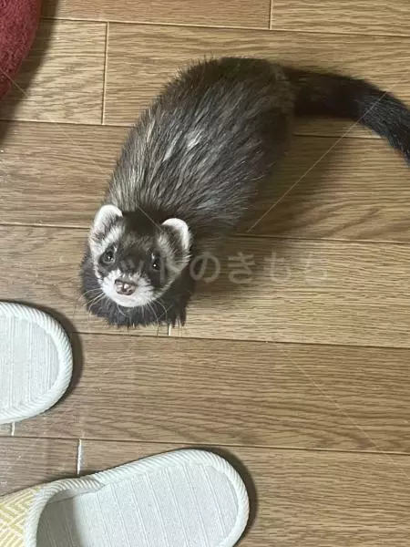 迷子ペットの画像