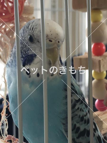 迷子鳥の画像