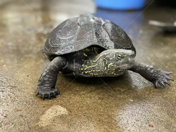 迷子ペットの画像