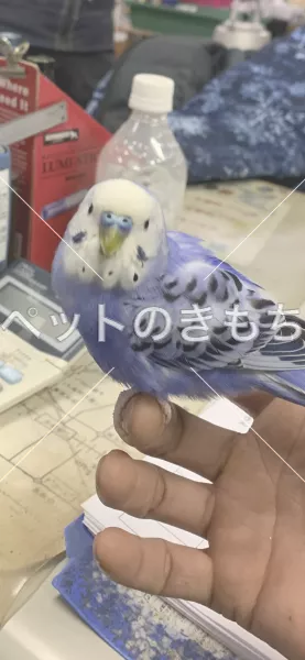 保護鳥の画像