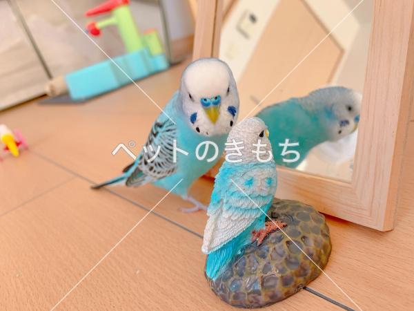 迷い鳥の写真