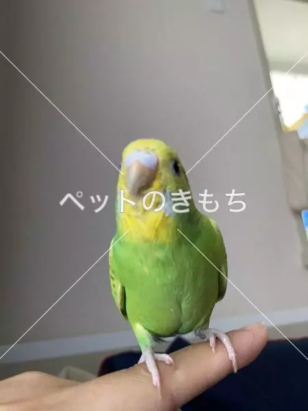 迷子鳥の画像