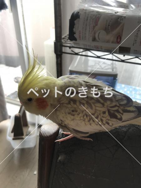迷い鳥の写真