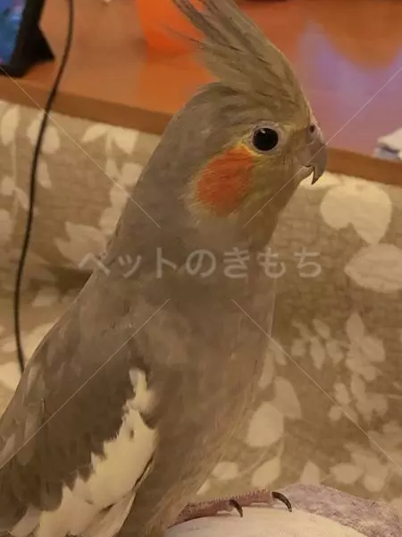迷子鳥の画像