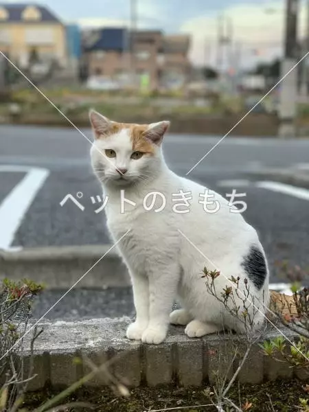 迷子猫の画像