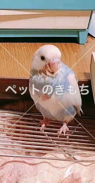 迷子鳥の画像