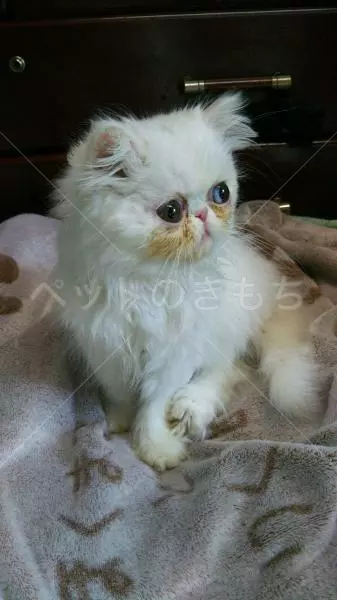 コメントの画像