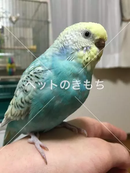 迷子鳥の画像
