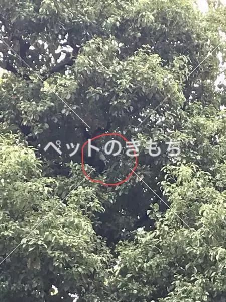 コメント投稿の画像