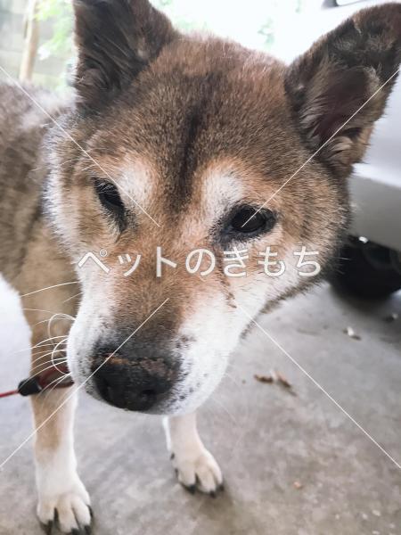 迷い犬の写真