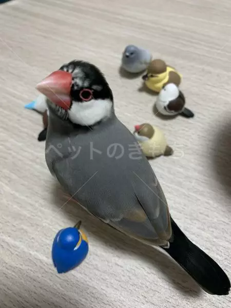 迷子鳥の画像