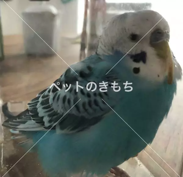 保護鳥の画像