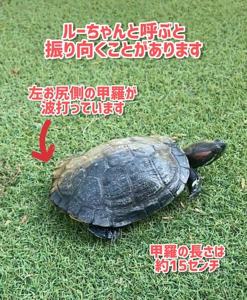 迷子ペットの画像