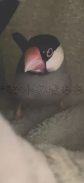 迷子鳥の画像