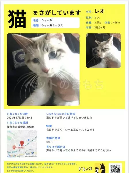 迷子猫の画像