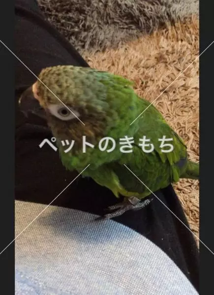 迷子鳥の画像