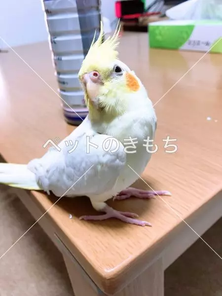 迷子鳥の画像