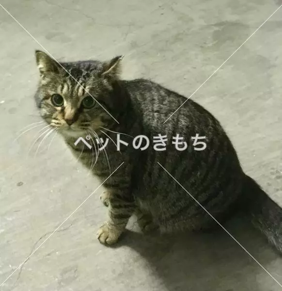 迷子猫の画像