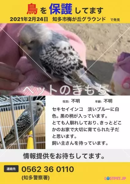 コメント投稿の画像