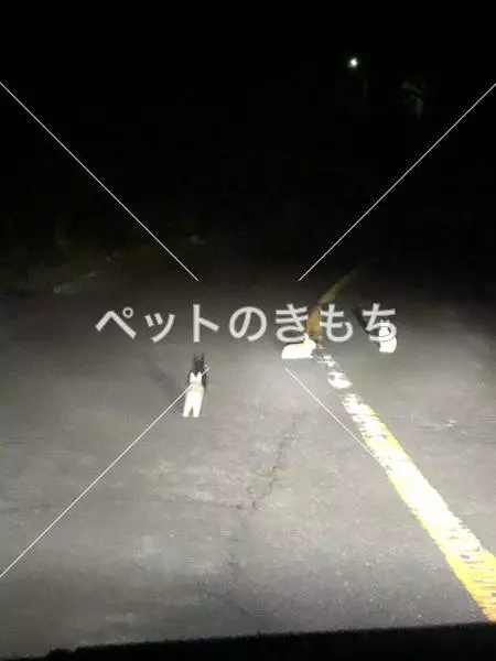 保護ペットの画像