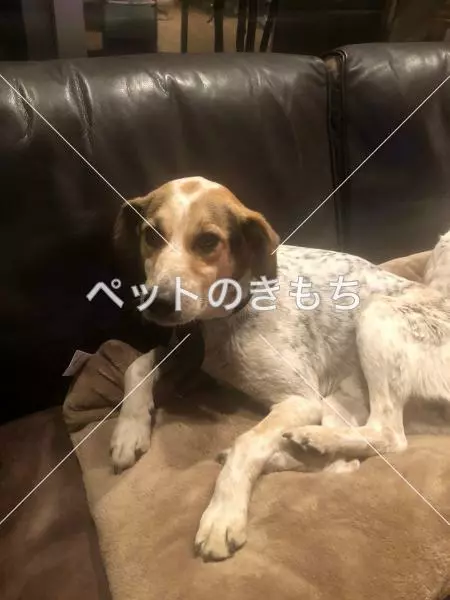 迷子犬の画像