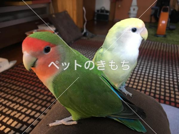 迷子鳥の画像