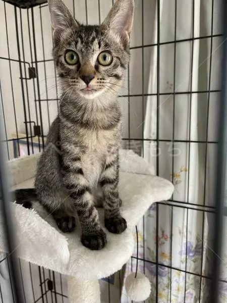 迷子猫の画像