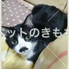 迷子猫の画像