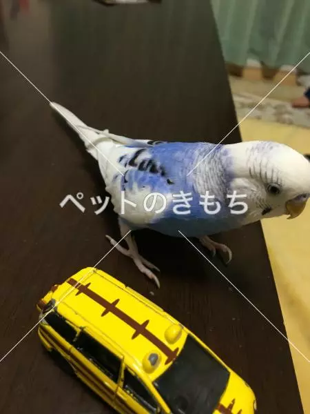 迷子鳥の画像