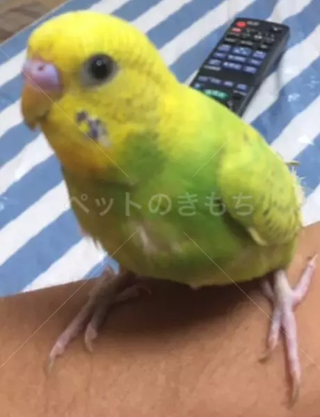 迷子鳥の画像