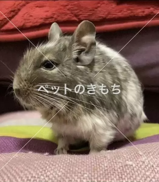 迷子ペットの画像