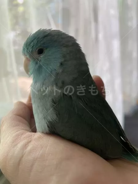 迷子鳥の画像