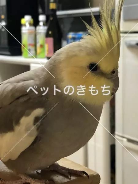 迷子鳥の画像