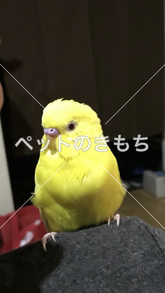 迷子鳥の画像