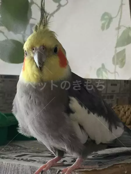 迷子鳥の画像