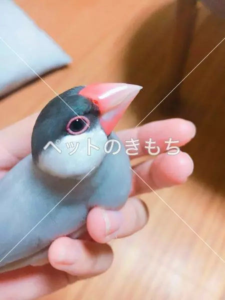 迷子鳥の画像